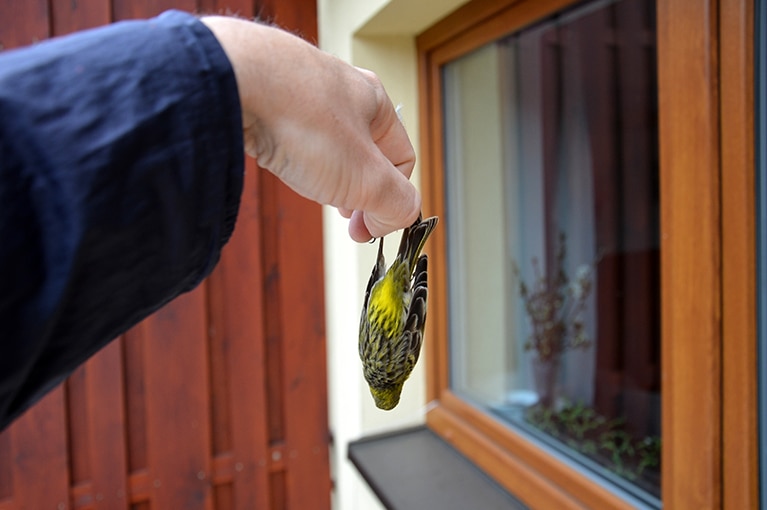 XPEL VISION Specialty Bird Dotted Window Film